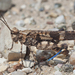 Fontana Grasshopper - Photo (c) Bill Bouton, some rights reserved (CC BY-NC-ND)