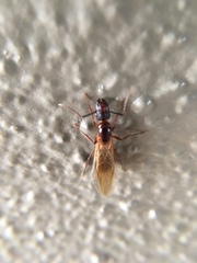 Camponotus inaequalis