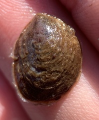 Crepidula convexa