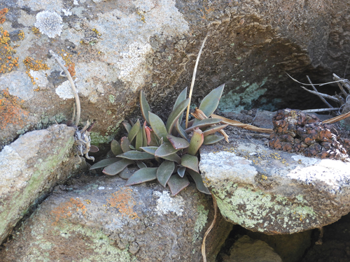 Dudleya parva