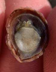 Crepidula convexa