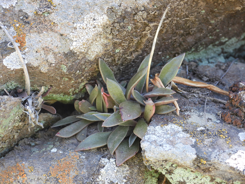 Dudleya parva