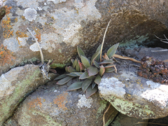 Dudleya parva