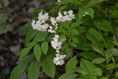 Deutzia gracilis