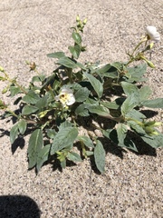 Chylismia claviformis integrior