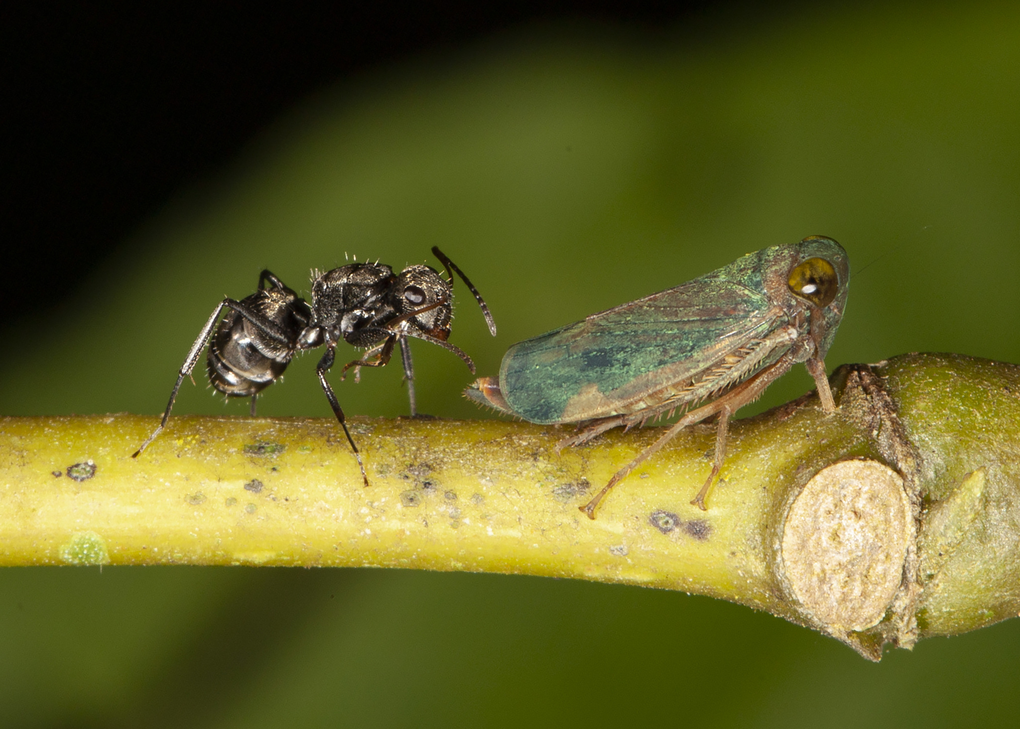 Camponotus linnaei