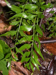 Asplenium falcatum