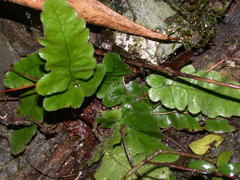 Tectaria zeilanica
