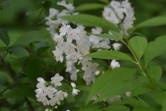 Deutzia gracilis