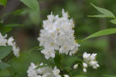 Deutzia gracilis