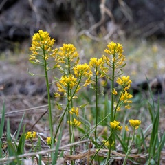 Draba mogollonica