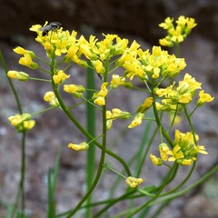 Draba mogollonica