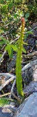 Selenicereus spinulosus