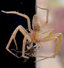 Philodromus rufus
