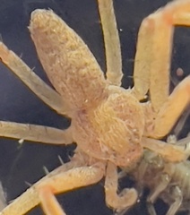 Philodromus rufus
