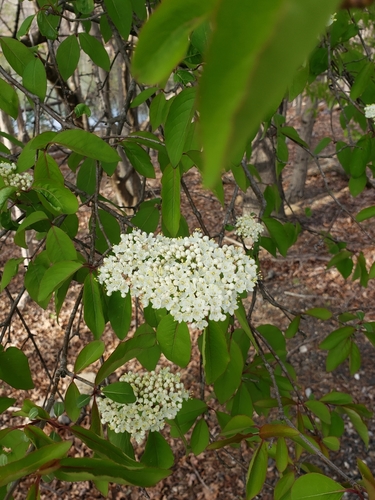 Viburnum prunifolium