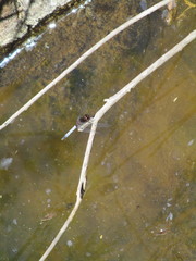 Erythrodiplax basifusca