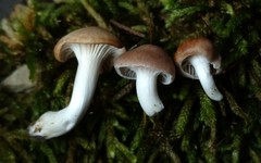 Cuphophyllus recurvatus