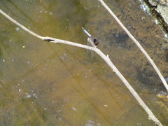 Erythrodiplax basifusca