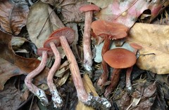 Laccaria laccata