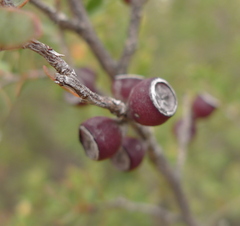 Leptospermum glaucescens