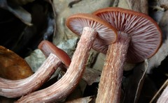 Laccaria laccata