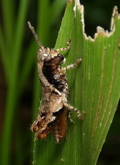 Eujivarus meridionalis