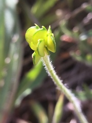 Ranunculus canus