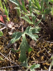 Ranunculus canus