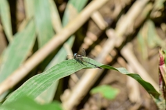 Macrothemis hemichlora