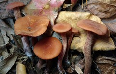 Laccaria laccata
