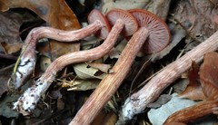 Laccaria laccata