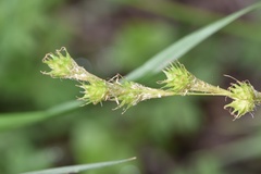 Carex festucacea