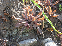 Dudleya parva