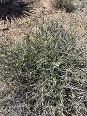 Acamptopappus sphaerocephalus