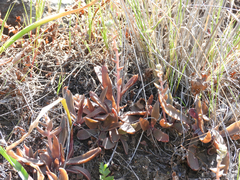 Dudleya parva