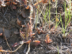 Dudleya parva