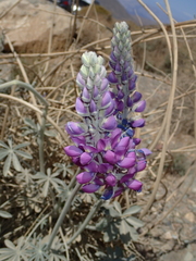 Lupinus magnificus magnificus