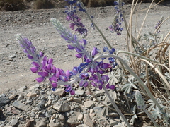 Lupinus magnificus magnificus