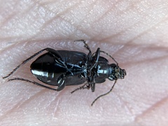 Poecilus corvus