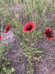 Gaillardia amblyodon
