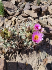 Sclerocactus glaucus