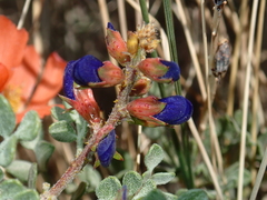 Psorothamnus fremontii