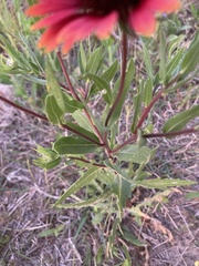 Gaillardia amblyodon
