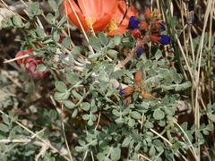 Psorothamnus fremontii