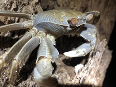 Geograpsus crinipes