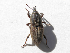 Sphenophorus venatus