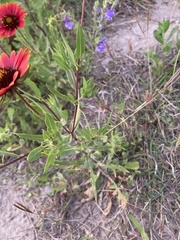 Gaillardia amblyodon