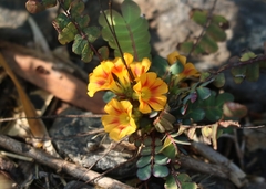 Biophytum sensitivum
