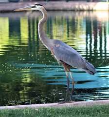 Ardea herodias